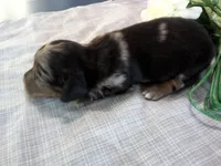 AKC Lilac, a female Miniature Dachshund for sale in Nappanee, IN – 3 of 3