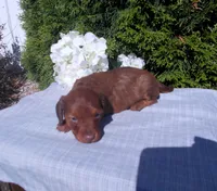 AKC Tawny, a female Miniature Dachshund for sale in Nappanee, IN – 3 of 3