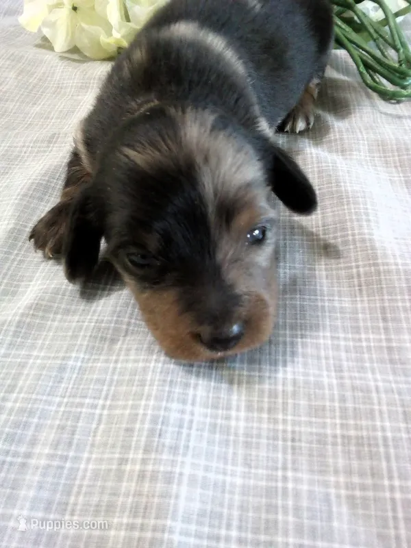 AKC Lilac – Miniature Dachshund puppy for sale in Nappanee, IN