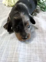 AKC Lilac, a female Miniature Dachshund for sale in Nappanee, IN – 1 of 3