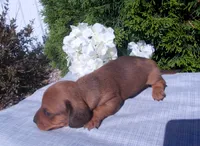 AKC Tucker, a male Miniature Dachshund for sale in Nappanee, IN – 3 of 3