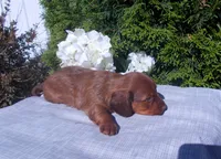 AKC Tawny, a female Miniature Dachshund for sale in Nappanee, IN – 2 of 3