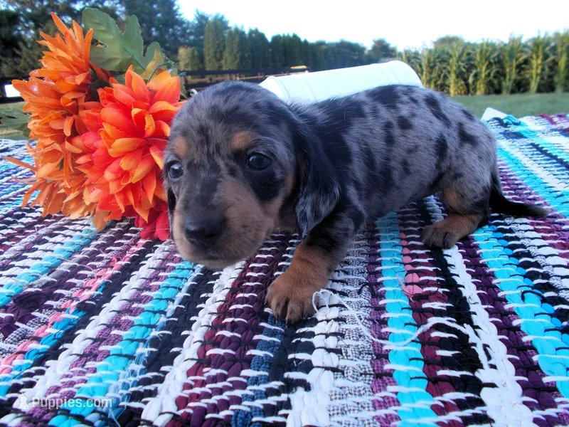 AKC Lily – Miniature Dachshund puppy for sale in Nappanee, IN