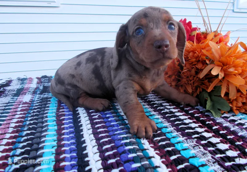 AKC Twinkle – Miniature Dachshund puppy for sale in Nappanee, IN