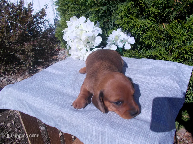 AKC Tucker – Miniature Dachshund puppy for sale in Nappanee, IN