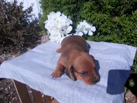 AKC Tucker, a male Miniature Dachshund for sale in Nappanee, IN – 1 of 3
