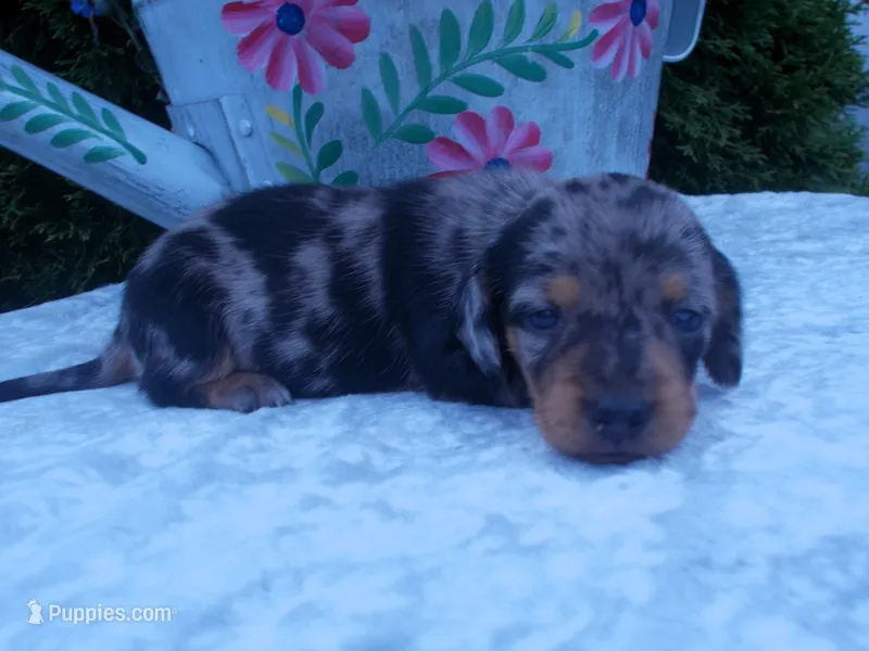 AKC Lily – Miniature Dachshund puppy for sale in Nappanee, IN