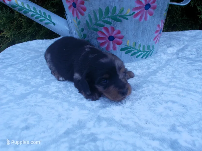 AKC Lilac – Miniature Dachshund puppy on hold in Nappanee, IN