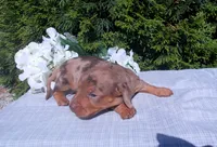 AKC Twinkle, a female Miniature Dachshund for sale in Nappanee, IN – 3 of 3