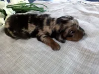AKC Laurel, a female Miniature Dachshund for sale in Nappanee, IN – 2 of 3