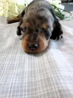 AKC Lily, a female Miniature Dachshund for sale in Nappanee, IN – 1 of 2