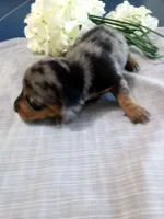 AKC Lily, a female Miniature Dachshund for sale in Nappanee, IN – 2 of 2