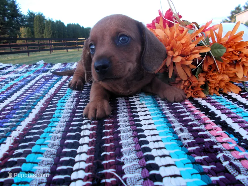 AKC Tucker – Miniature Dachshund puppy for sale in Nappanee, IN