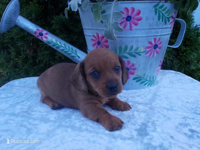 AKC Tucker – Miniature Dachshund puppy for sale in Nappanee, IN