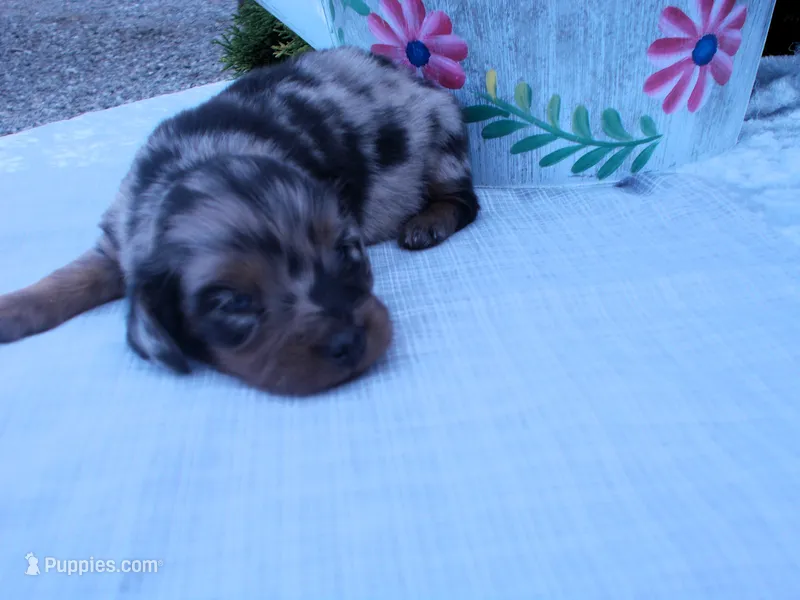 AKC Laurel – Miniature Dachshund puppy for sale in Nappanee, IN