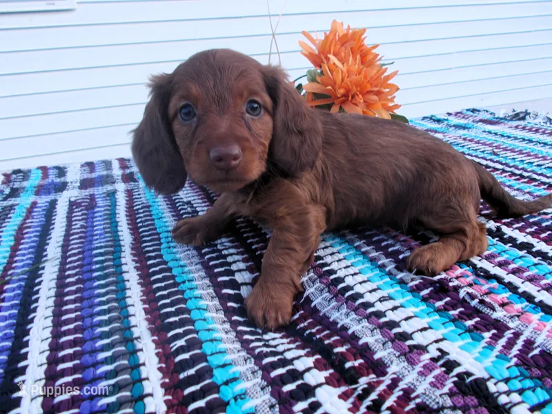 AKC Tawny – Miniature Dachshund puppy on hold in Nappanee, IN
