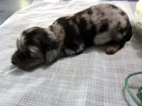 AKC Laurel, a female Miniature Dachshund for sale in Nappanee, IN – 3 of 3