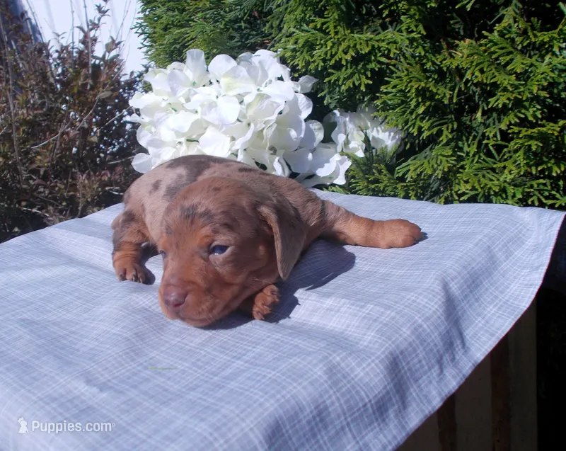 AKC Twinkle – Miniature Dachshund puppy for sale in Nappanee, IN