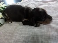 AKC Lilac, a female Miniature Dachshund for sale in Nappanee, IN – 2 of 3
