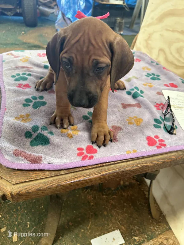 Nandi_Pink Ribbon _Female – Rhodesian Ridgeback puppy for sale in Plymouth, CA