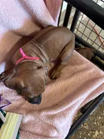 Nandi_Pink Ribbon _Female, a female Rhodesian Ridgeback for sale in Plymouth, CA – Photo 2 of 2