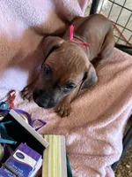 Nandi_Pink Ribbon _Female, a female Rhodesian Ridgeback for sale in Plymouth, CA – Photo 1 of 2