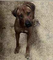 Girl no. 5, a female Rhodesian Ridgeback for sale in Plymouth, CA – Photo 2 of 3