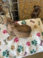 Nandi_Grey Ribbon _Male, a male Rhodesian Ridgeback for sale in Plymouth, CA – Photo 2 of 2