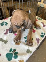 Nandi_Grey Ribbon _Male, a male Rhodesian Ridgeback for sale in Plymouth, CA – Photo 1 of 2