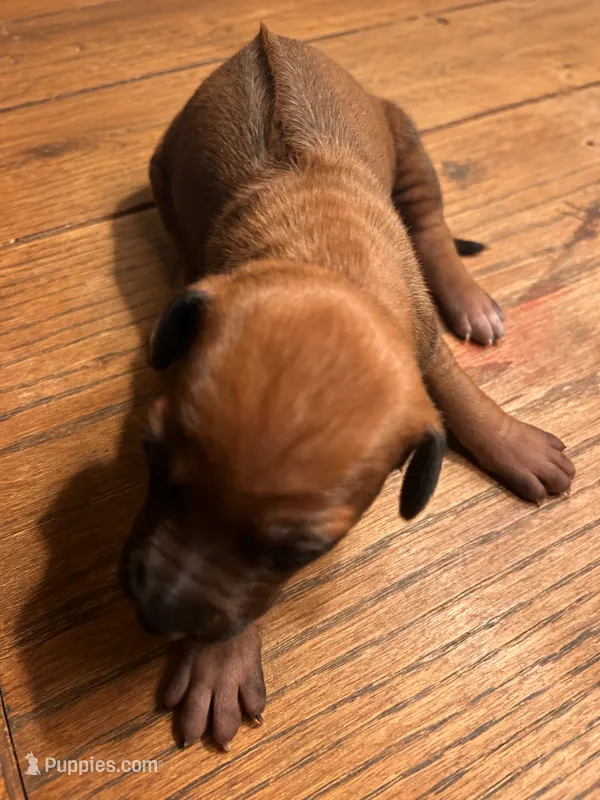 Female 2 _ Sabi_Kruger  – Rhodesian Ridgeback puppy for sale in Plymouth, CA