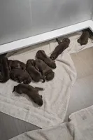 Female 6, a male Rhodesian Ridgeback for sale in Plymouth, CA – Photo 4 of 4