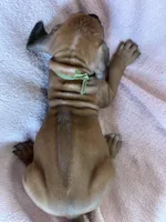 SABI _ SAGE Ribbon_Male 1, a male Rhodesian Ridgeback for sale in Plymouth, CA – Photo 3 of 5