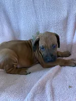 SABI _ SAGE Ribbon_Male 1, a male Rhodesian Ridgeback for sale in Plymouth, CA – Photo 2 of 5