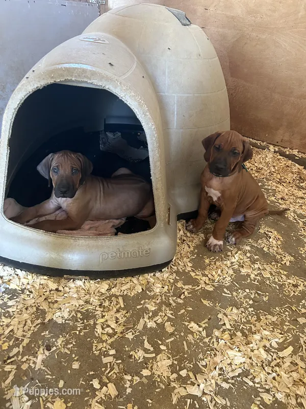 SABI _ SAGE Ribbon_Male 1 – Rhodesian Ridgeback puppy for sale in Plymouth, CA