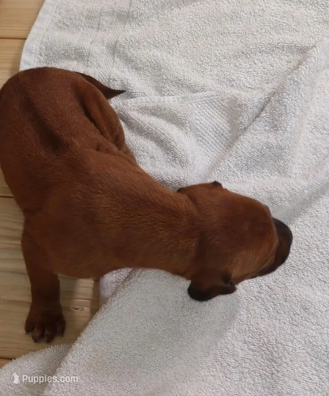 SABI _ Male 1 – Rhodesian Ridgeback puppy for sale in Plymouth, CA