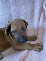 SABI _ SAGE Ribbon_Male 1, a male Rhodesian Ridgeback for sale in Plymouth, CA – Photo 1 of 5