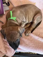 Nandi_Light Green Ribbon_ RIDGELESS Female , a female Rhodesian Ridgeback for sale in Plymouth, CA – Photo 1 of 2