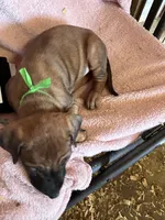 Nandi_Light Green Ribbon_ RIDGELESS Female , a female Rhodesian Ridgeback for sale in Plymouth, CA – Photo 2 of 2