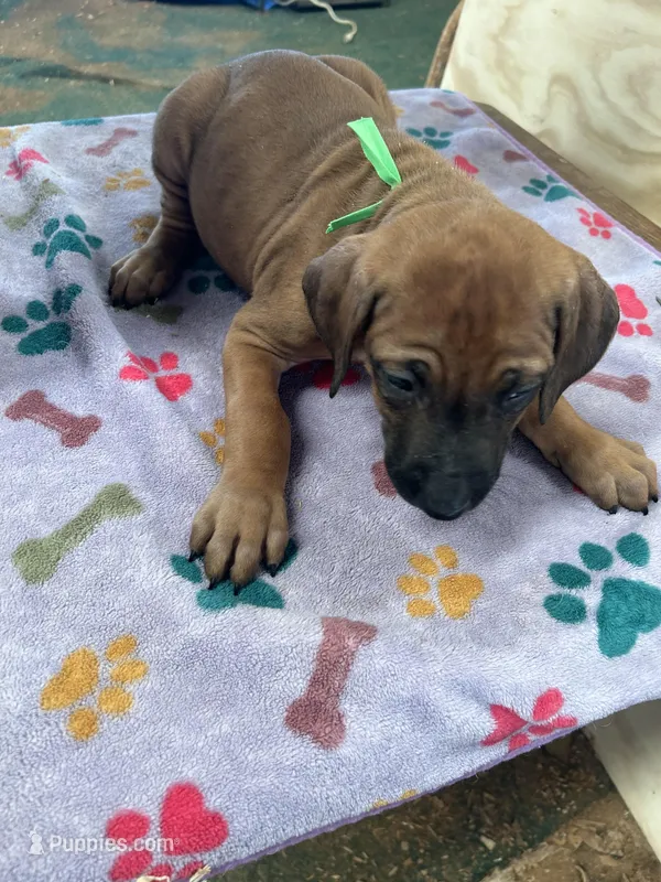 Nandi_Light Green Ribbon_ RIDGELESS Female  – Rhodesian Ridgeback puppy for sale in Plymouth, CA