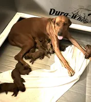 Male 1 _ Sabi_Kruger , a male Rhodesian Ridgeback for sale in Plymouth, CA – 2 of 3