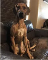 Girl - no.3, a female Rhodesian Ridgeback for sale in Plymouth, CA – Photo 3 of 3