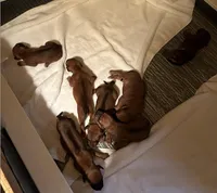 Girl - no.3, a female Rhodesian Ridgeback for sale in Plymouth, CA – Photo 1 of 3