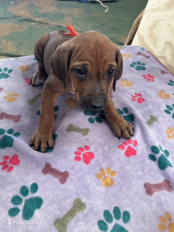 Nandi_Orange Ribbon_Female  – Rhodesian Ridgeback puppy on hold in Plymouth, CA