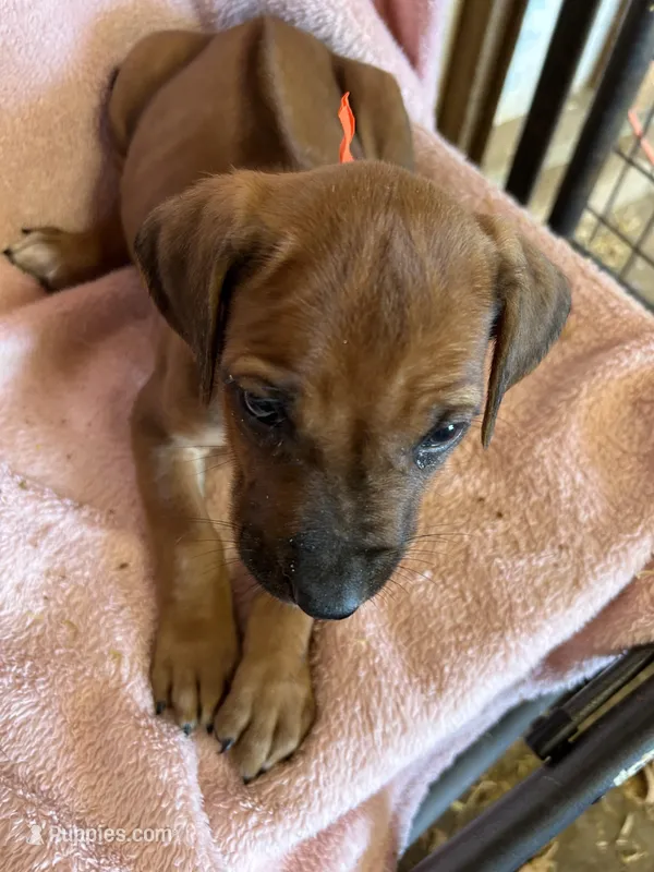 Nandi_Orange Ribbon_Female  – Rhodesian Ridgeback puppy for sale in Plymouth, CA