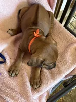 Nandi_Orange Ribbon_Female , a female Rhodesian Ridgeback for sale in Plymouth, CA – Photo 2 of 2