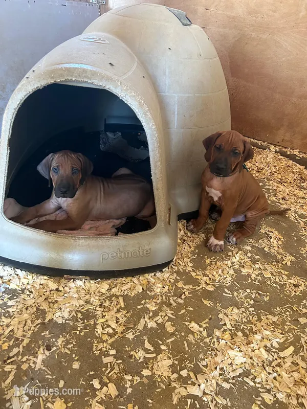 SABI_Green Ribbon _Male 3 – Rhodesian Ridgeback puppy on hold in Plymouth, CA