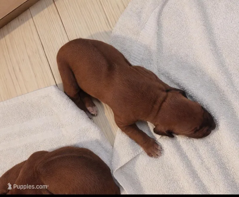 SABI_Female 2 – Rhodesian Ridgeback puppy for sale in Plymouth, CA