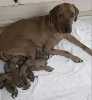 SABI_Female 2, a female Rhodesian Ridgeback for sale in Plymouth, CA – Photo 2 of 2