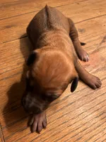 Female 3 _ Sabi_Kruger , a female Rhodesian Ridgeback for sale in Plymouth, CA – 1 of 2