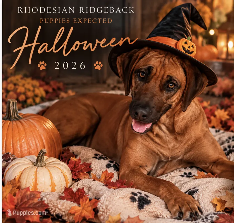 coming soon _ Mufasa & Vizara – Rhodesian Ridgeback puppy for sale in Plymouth, CA